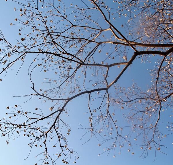 corporate growth intelligence framework