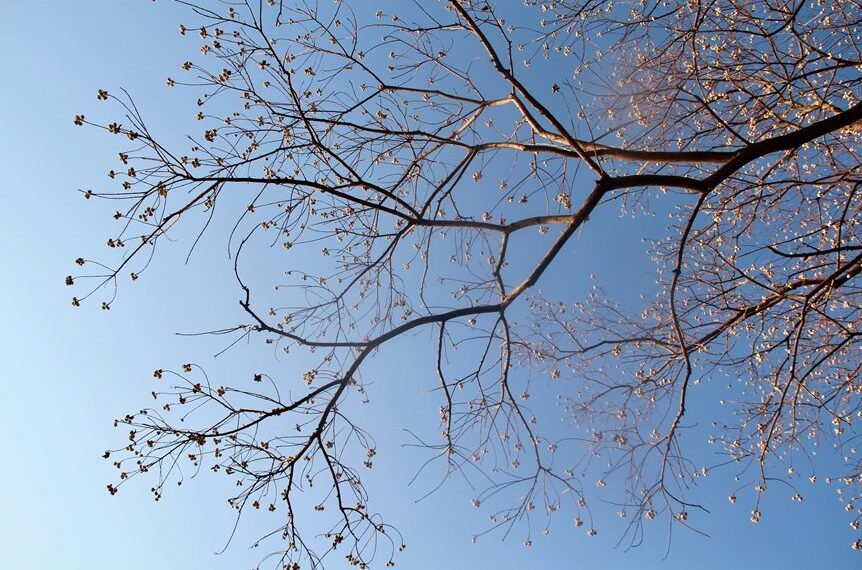 corporate growth intelligence framework